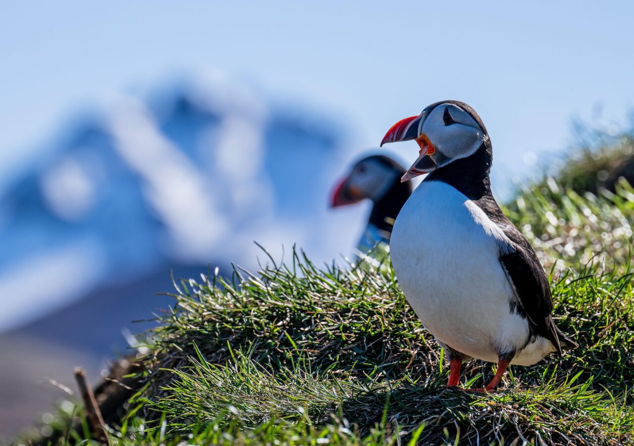 Eastfjords Iceland Car Blue Car Rental