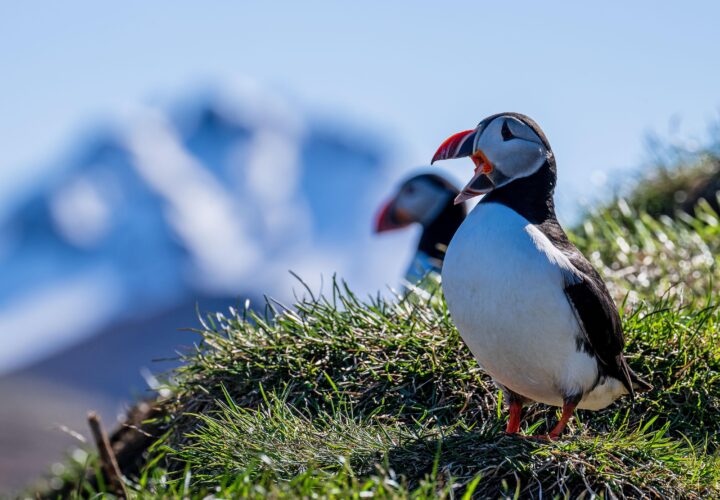 Eastfjords Iceland Car Blue Car Rental